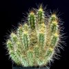 Pilosocereus_tuberculatus